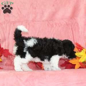 Donald, Bich-Poo Puppy